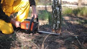 How Our Tree Care Process Works  in Harkers Island, NC